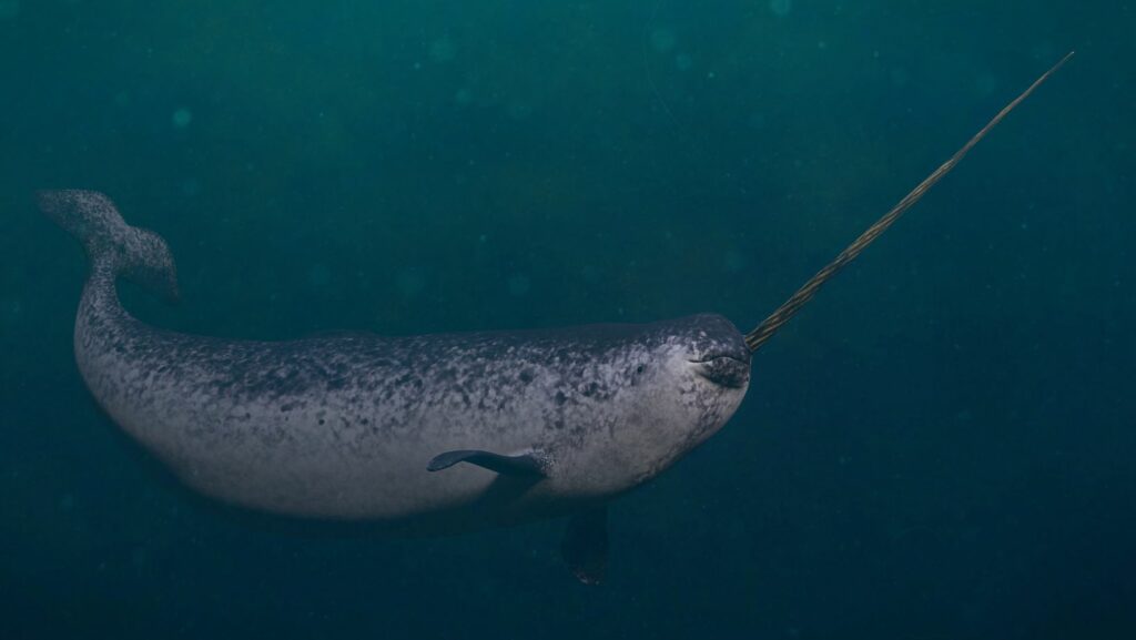 cute:71j4buzr2kg= narwhal