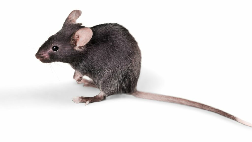 clipart:yjsqauww0ni= mouse